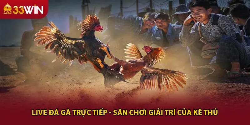 Live đá gà trực tiếp - Sân chơi giải trí của kê thủ